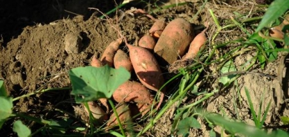 Usina de etanol a partir da batata doce produz duas vezes mais combustível