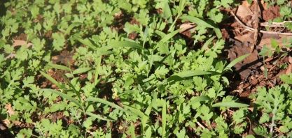 Métodos de controle do banco de sementes de plantas daninhas