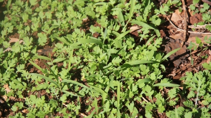 Métodos de controle do banco de sementes de plantas daninhas