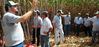 Nematóides, praga que pode reduzir até 50% a produtividade do canavial, tem novas opções de controle