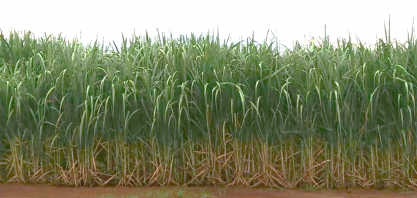 Em 2018, canavial com Plene Emerald deverá ser formado em 10 ambientes diferentes