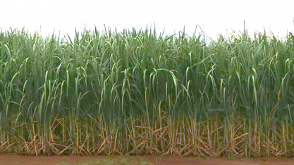 Em 2018, canavial com Plene Emerald deverá ser formado em 10 ambientes diferentes