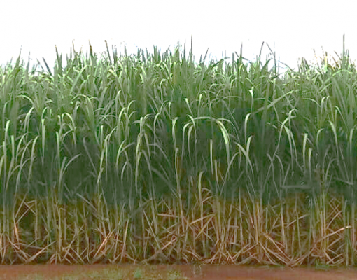 Canavial formado por Plene Emerald em campo de testes da Syngenta