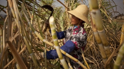 China deve vender 200 mil toneladas dos estoques internos de açúcar ainda hoje
