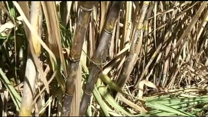 Produtores apostam no açúcar mascavo no sul do Tocantins
