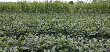 Alta Mogiana planta mil hectares de cana no sistema de Meiosi
