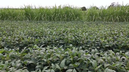 Alta Mogiana planta mil hectares de cana no sistema de Meiosi