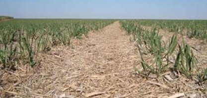 Resíduo da colheita de cana, palha protege o solo e tem alto potencial gerador de bioenergia