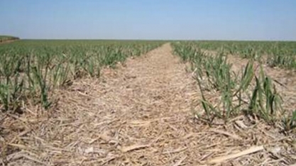 Resíduo da colheita de cana, palha protege o solo e tem alto potencial gerador de bioenergia