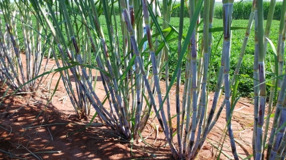 O período de plantio de MPB que gera maior taxa de multiplicação