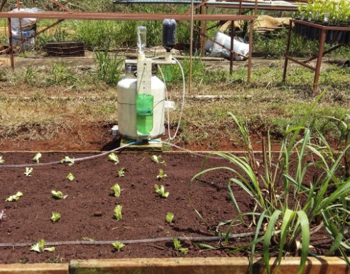 Tecnologia de baixo custo é escolhida para ser testada em mudas cana-de-açúcar pela Apta. Foto: Letícia Longo