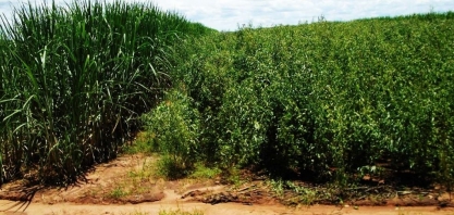 As vantagens da Meiosi com Crotalária e MPB