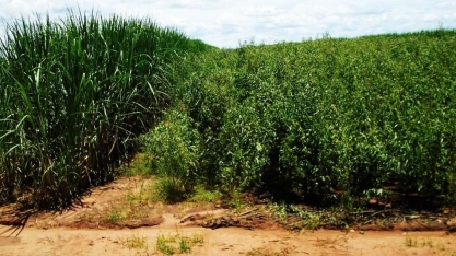 As vantagens da Meiosi com Crotalária e MPB