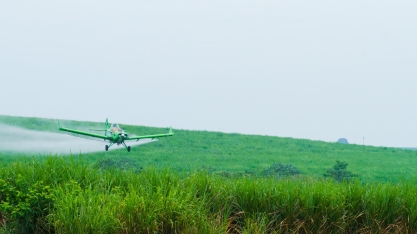 Porque a cana precisa de maturador