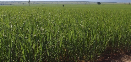 Resíduo da produção de etanol é matéria-prima para biogás