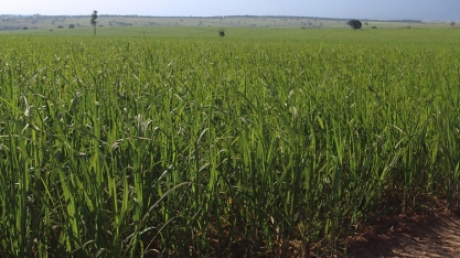 Resíduo da produção de etanol é matéria-prima para biogás