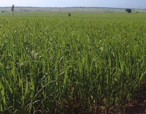 Pesquisador avalia o uso da vinhaça concentrada da cana-de-açúcar para produção de biogás – Foto: José Reynaldo da Fonseca via Wikimedia Commons / CC BY 2.5