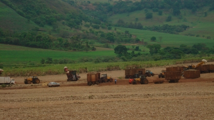 Perdas por pisoteio do canavial acumuladas em cinco anos, correspondem a um ano-safra