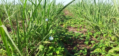 Controle de plantas daninhas no canavial - o preço do descuido é alto