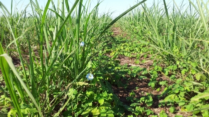 Controle de plantas daninhas no canavial - o preço do descuido é alto