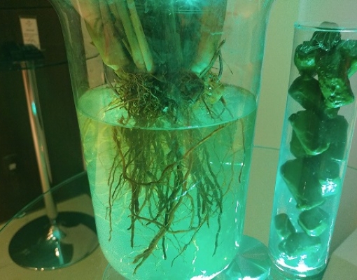 Grande quantidade de raízes e perfilhos em uma touceira de Emerald com cerca de 60 dias