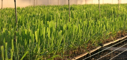 Belo exemplo em Jaboticabal: 60% da cana-planta da região é proveniente de muda pré-brotada