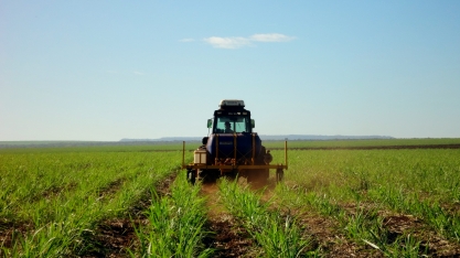 Uso de fungicidas foliares pode ser a saída para a obtenção de aumentos significativos na produtividade dos canaviais