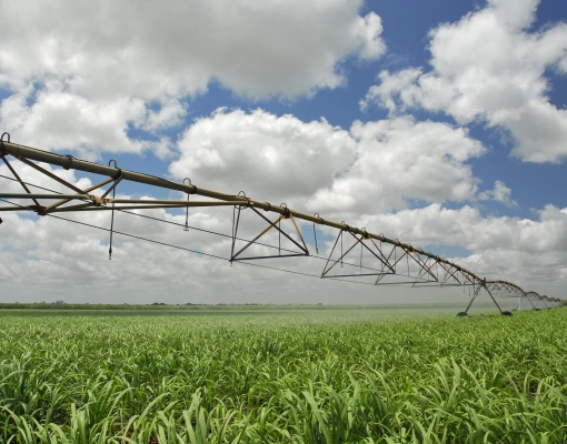 Além de ganhos em produção o canavial irrigado obteve uma maior longevidade, segundo dados da pesquisa