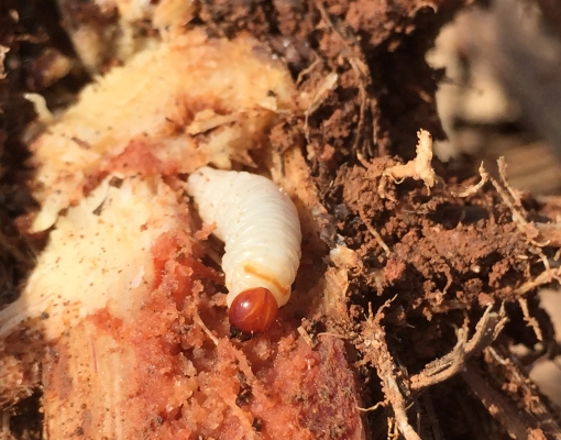 A falta de sanidade das mudas levou a propagação de pragas como o Sphenophorus levis