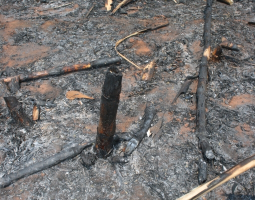 Incêndio no canavial mata até a socaria