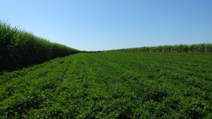 Sistema Meiosi e MPB é ótima alternativa para a arrancada do setor