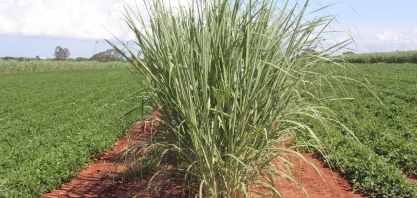 Meiosi-MPB e a experiência na fazenda Belo Horizonte