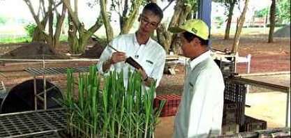 Produtores investem em técnicas para reduzir custos em canaviais de SP