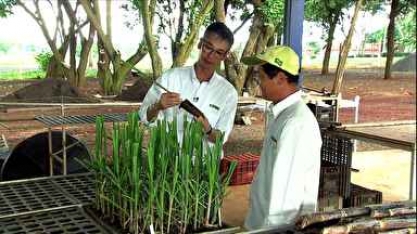 Produtores investem em técnicas para reduzir custos em canaviais de SP