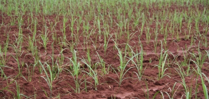 Não basta plantar MPB, precisa plantar muda com garantia de sanidade