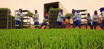 Muito mais colmos, muito mais gemas e mais dinheiro em caixa