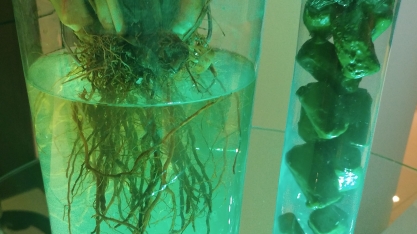 Em 2018 começam os testes nas usinas com o plantio da semente artificial de cana