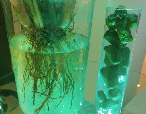 Touceira formada por uma semente de Plene Emerald com pouco mais de 60 dias: grande quantidade de perfilhos e raízes