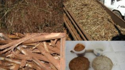Perdas industriais aumentam ao longo das últimas safras no Centro-Sul
