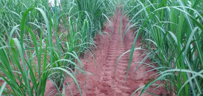 O uso de Muda pré-brotada para cobrir falhas no canavial