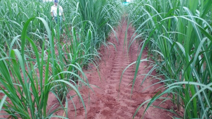 O uso de Muda pré-brotada para cobrir falhas no canavial