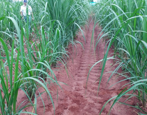Linha de cana onde falhas foram preenchidas com Plene PB