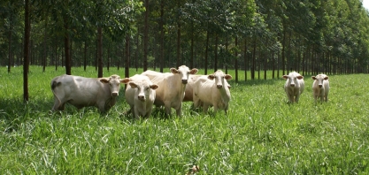 Integração de culturas agrícolas com pecuária favorece o solo e proporciona incremento na renda rural para o ano todo