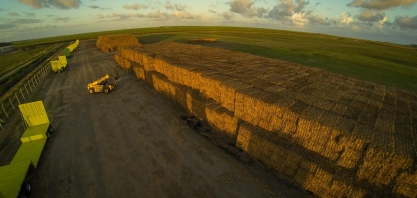 Biomassa da cana lidera avanço na rede
