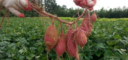 Rondônia: Prefeitura estuda implantação de usina de etanol a base de batata doce no município