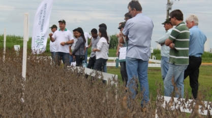 Soja convencional é alternativa em áreas com plantas daninhas resistentes ao glifosato