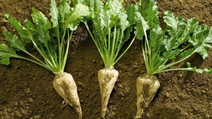 Será que é um bom negócio produzir beterraba açucareira no Brasil?