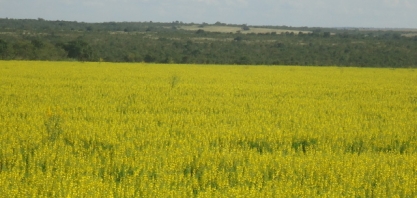 Crotalária e cana formam dobradinha perfeita para turbinar a produtividade