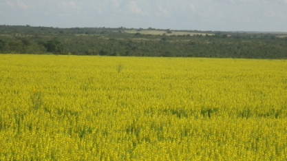 Crotalária e cana formam dobradinha perfeita para turbinar a produtividade