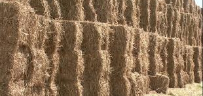 Lençóis Paulista inova com produção da matéria-prima para o papel a partir da palha de cana